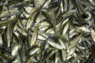 5 Yếu Tố Quan Trọng Cần Lưu Ý Để Nuôi Cá Trắm Cỏ Hiệu Quả
