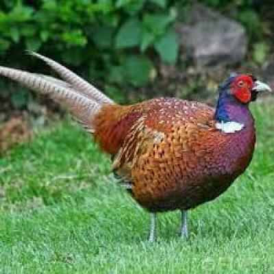 BÁN CHIM TRĨ ĐỎ GIỐNG CHUẨN GIÁ RẺ