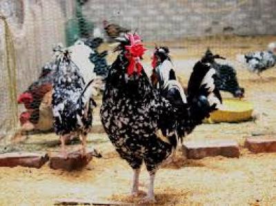 Bán Con Giống Gà Quý Phi (Thuần Chủng) Tại T.p Hồ Chí Minh Giao Hàng Toàn Quốc