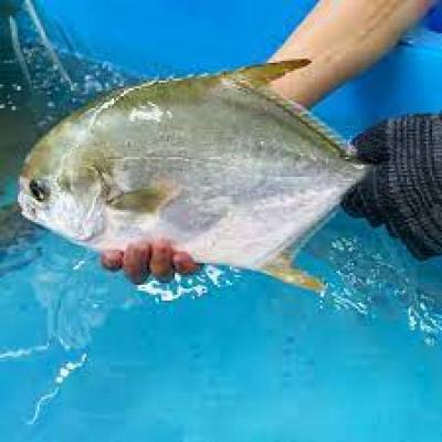 Cá chim có mấy loại? Cá chim sống ở đâu ? Cá chim sống ở nước gì?