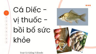 Cá diếc - Vị thuốc bồi bổ sức khỏe