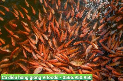 Cá diêu hồng giống giá sỉ giao tận nơi