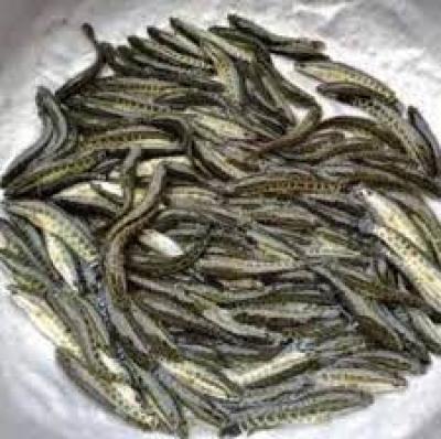 Cá lốc giống