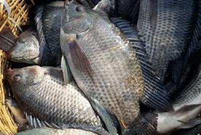 CÁ RÔ PHI ĐƯỜNG NGHIỆP GIỐNG