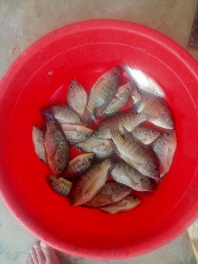 Cá rô phi nhanh lớn dể nuôi, thu lợi nhuận cao
