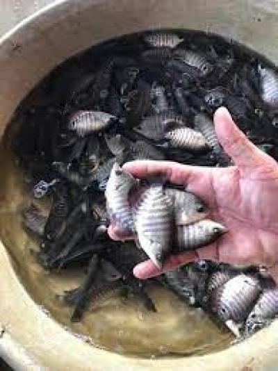 CÁ TAI TƯỢNG GIỐNG MUA Ở ĐÂU?