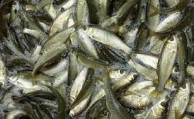 CÁ TRẮM CỎ GIỐNG MUA Ở ĐÂU