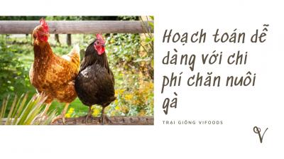 Cần bao nhiêu vốn để nuôi gà? Các chi phí cần thiết khi nuôi gà