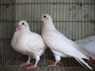 CHIM BỒ CÂU PHÁP GIỐNG CHUẨN