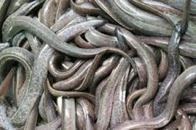 Chuyên cung cấp giống cá chình