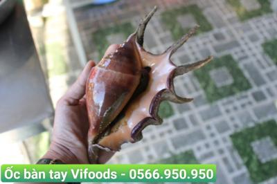  Cung cấp ốc bàn tay giao tận nơi 