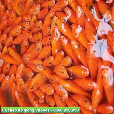 Cung cấp cá chép đỏ giống giá sỉ giao tận nơi