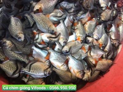 Cung cấp cá chim giống giá sỉ giao tận nơi