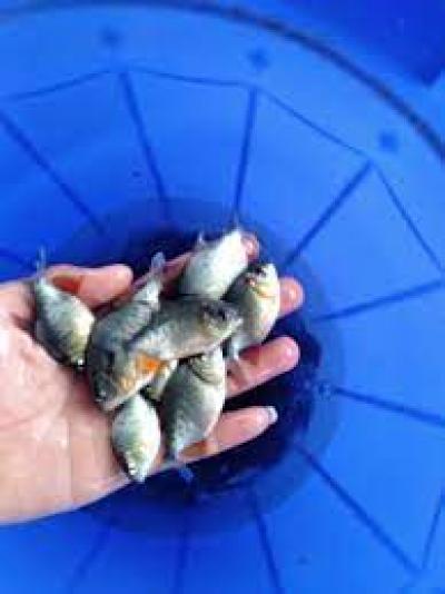 Cung cấp cá chim giống 