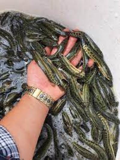 Cung cấp cá lốc bông giống