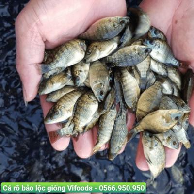 Cung cấp Cá rô đơn tính giống dòng bảo lộc