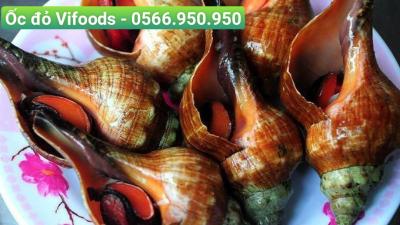 Cung cấp ốc đỏ giao tận nơi