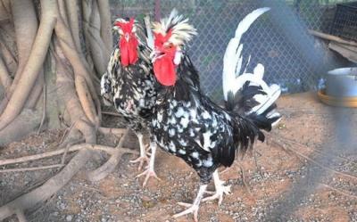 Cung cấp Gà Quý phi (Gà Hoàng Gia) giống tốt, giả rẻ, uy tín