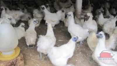 Cung cấp giống gà ác thuần chủng