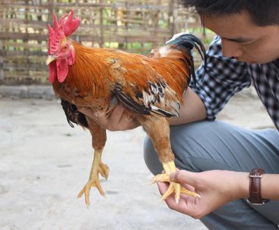 CUNG CẤP GIỐNG GÀ CHÍN CỰA THUẦN CHỦNG UY TÍN