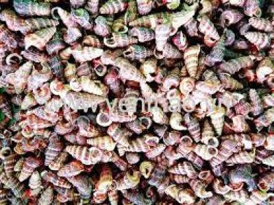 Cung Cấp Giống Ốc Nhảy Và Ốc Nhảy Thương Phẩm