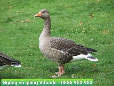 Cung cấp Ngỗng cỏ giống giao tận nơi