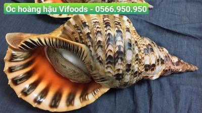Cung cấp ốc hoàng hậu giao tận nơi cho nhà hàng, quán ăn