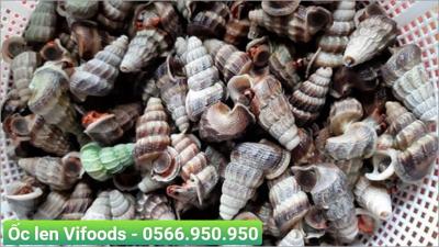Cung cấp ốc len sỉ giao tận nơi