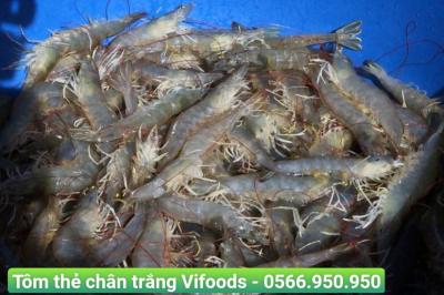 Cung cấp sỉ tôm thẻ chân trắng giao tận nơi