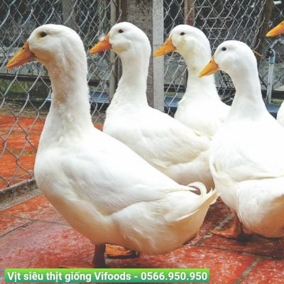 Cung cấp vịt siêu thịt giống giao tận nơi