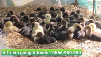 Cung cấp vịt xiêm giống giao tận nơi
