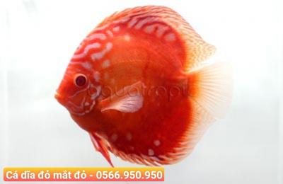 Địa Chỉ Mua Cá Cảnh quận 8