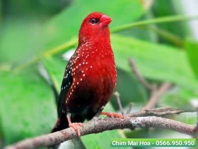 Địa chỉ mua chim cảnh quận 10