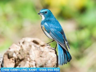 Địa chỉ mua chim cảnh quận 12