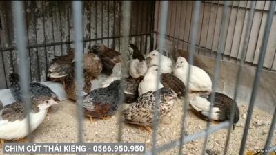 Địa chỉ mua chim cảnh quận 3