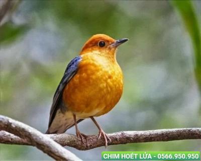Địa chỉ mua chim cảnh quận 6