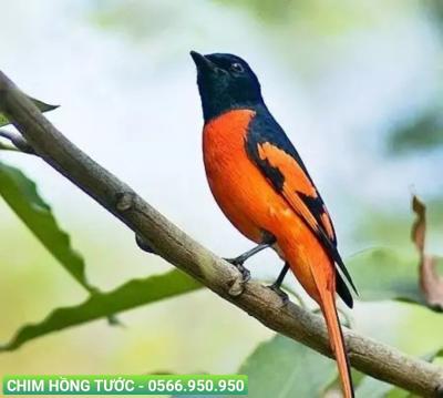 Địa chỉ mua chim cảnh quận 8