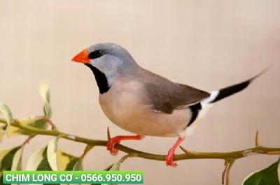 Địa chỉ mua chim cảnh quận 9