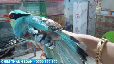 Địa chỉ mua chim cảnh quận Bình Tân