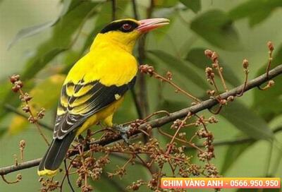 Địa chỉ mua chim cảnh quận Tân Bình