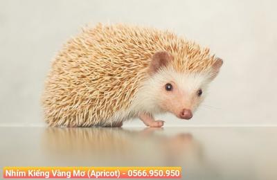 Địa chỉ mua thú kiểng quận 12 uy tín, giá tốt