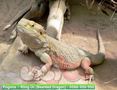 Địa chỉ mua thú kiểng quận 2 uy tín, giá tốt