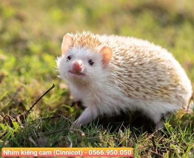 Địa chỉ mua thú kiểng quận 7 uy tín, giá tốt