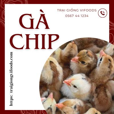 Gà chip mận, Gà chip tàu giống - Trại cung cấp gà giống