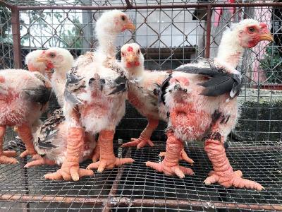 GÀ ĐÔNG TẢO GIÁ BAO NHIÊU? MUA Ở ĐÂU?
