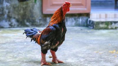 Gà đông tảo giá bao nhiêu