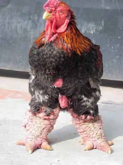 Gà Đông Tảo – Giống gà Hưng Yên nổi tiếng với đôi chân khủng. 