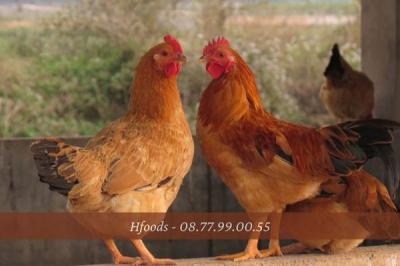 Gà Tam Hoàng là gà gì? Đặc điểm, Cách nuôi và giá bán?