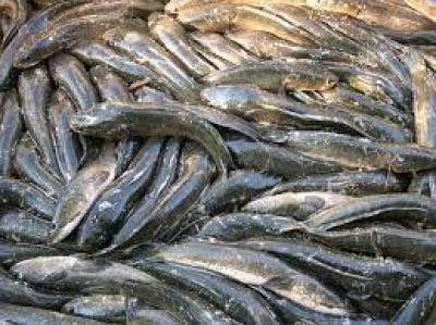 Giá cá lóc giống tăng mạnh