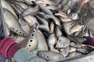 Giá cá Thác lác cườm giống, cá thịt bao nhiêu tiền 1kg hôm nay 2023?